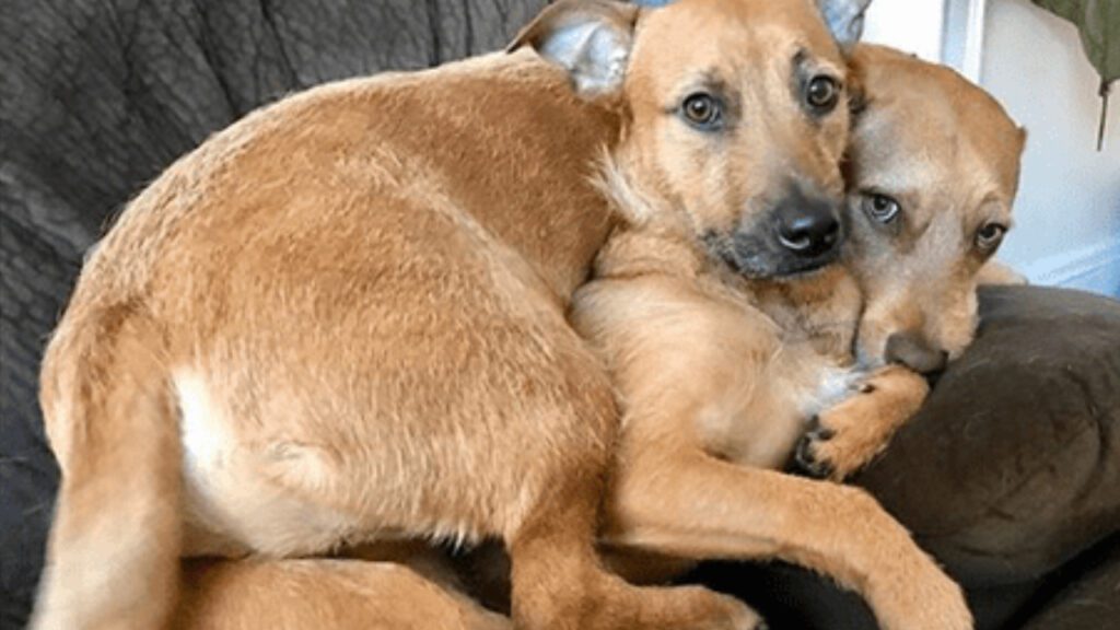 Cachorrinho encontrou sua ‘alma gêmea’ enquanto caminhava no parque e convenceu seus donos a adotá-la