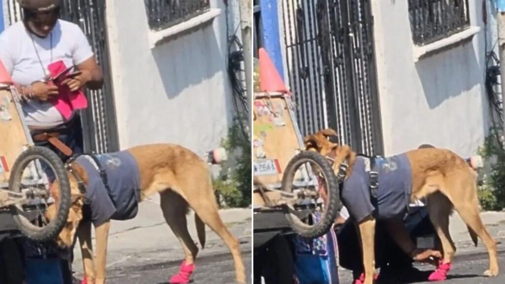 Catador de recicláveis faz botas de pano para seu cachorro não machucar as patinhas