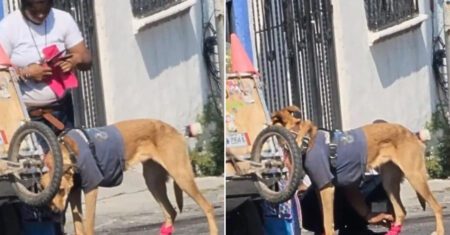 Catador de recicláveis faz botas de pano para seu cachorro não machucar as patinhas