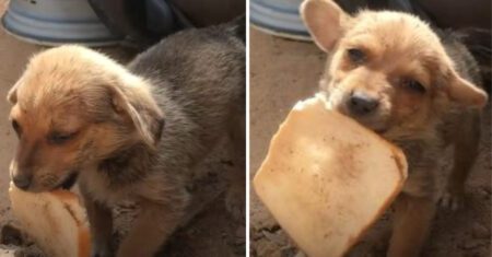 Cachorro resgatado compartilha fatia de pão com socorristas ‘como agradecimento’