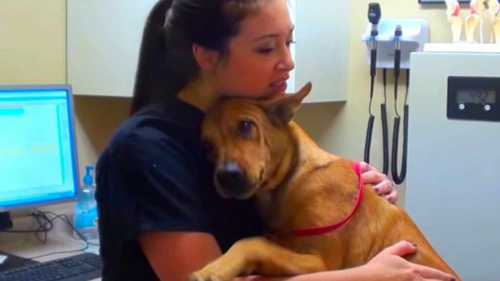 Cachorrinho que havia acabado de ser salvo dá um caloroso abraço em veterinária como forma de gratidão