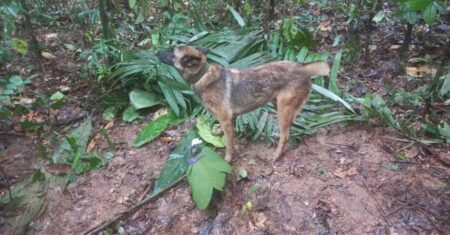 Wilson, o cachorro que ajudou a achar crianças perdidas na Colômbia está desaparecido