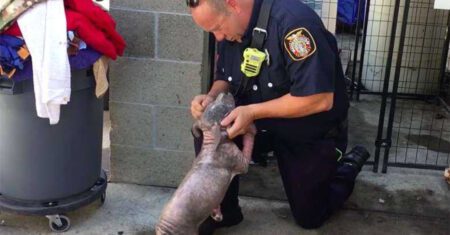 Cachorrinha de abrigo se emociona quando o bombeiro que a salvou aparece para lhe dar um lar