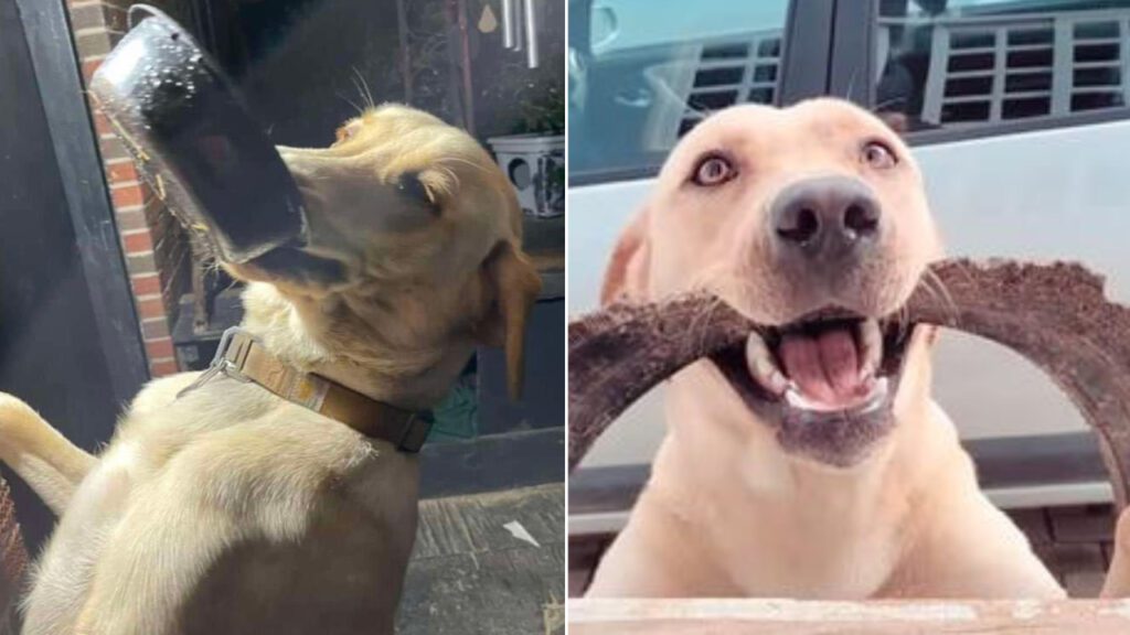 Cachorrinho recebe dona com um presente diferente todos os dias