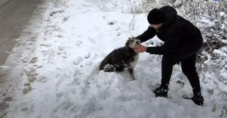 Cadelinha pede a um homem para ajudá-la a salvar seus filhotes do frio