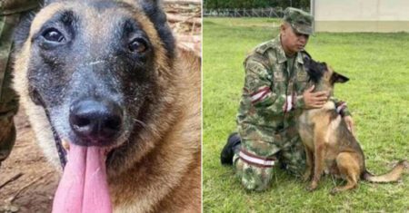 Wilson, o cão que desapareceu após o resgate de crianças na selva colombiana, continua desaparecido