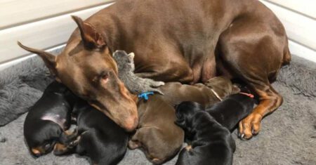 Cadela Doberman adota um gatinho órfão e o cria com seus filhotes