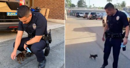 Pequeno cachorrinho persegue policiais e ‘pede’ um lar