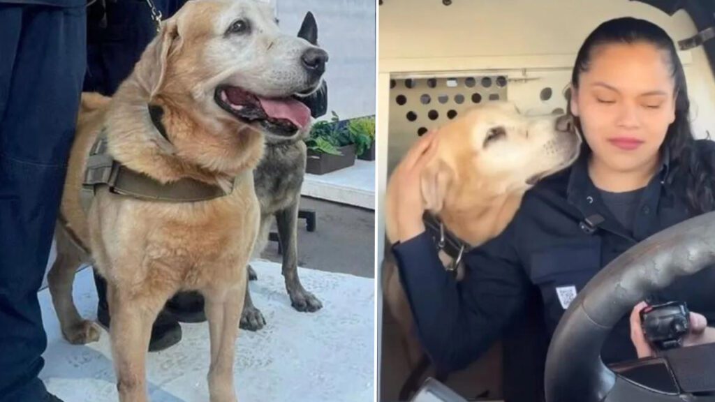 Cão policial se aposenta após 8 anos de serviço e ganha uma linda homenagem