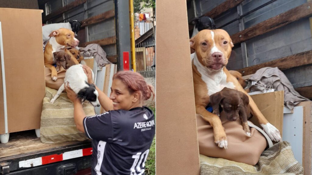 Mulher muda de casa e acomoda seus cães no caminhão de mudança: “Pra onde eu for, eles vão comigo”
