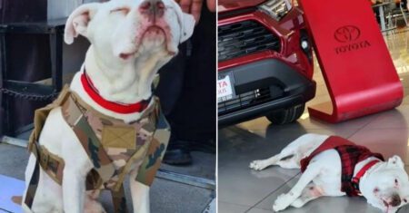 Loja de carros adota cachorrinho de rua e o nomeia ‘chefe de segurança’: “Ele é a alegria do lugar”