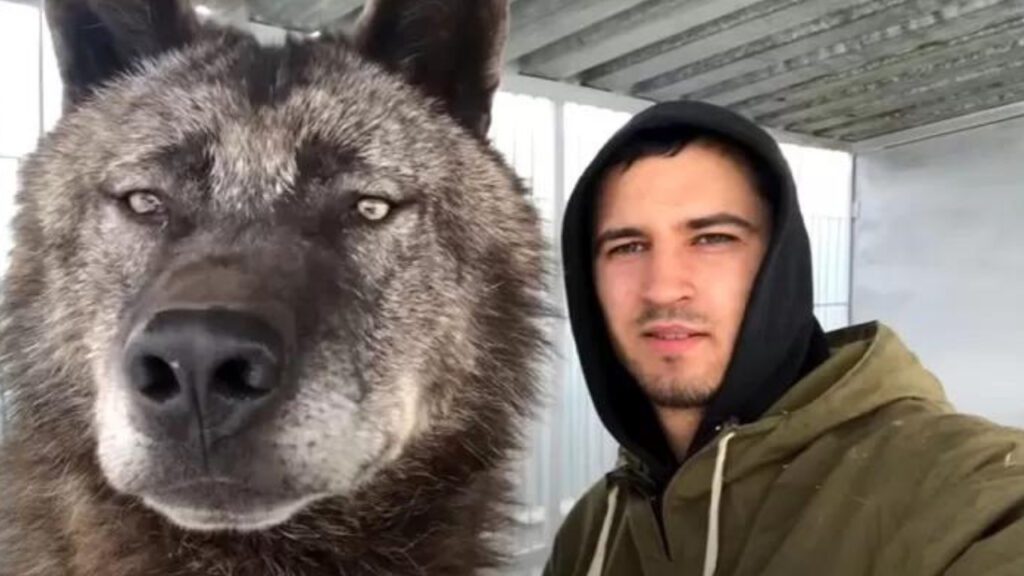 Homem cuida de um lobo gigante desde filhote e eles se tornam inseparáveis