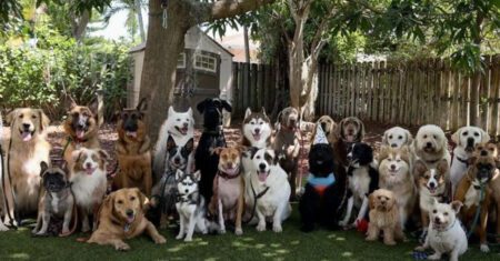 Homem junta 30 cães para posarem alinhados para foto em festa e vence concurso