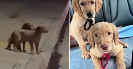 Cachorrinhos filhotes que viviam nas ruas agora finalmente podem desfrutar do conforto de uma casa