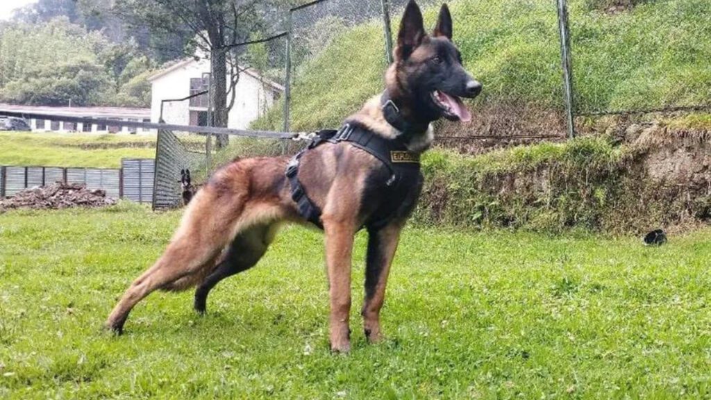Forças Armadas colombianas desistem das buscas pelo Wilson, o cão que ajudou a encontrar crianças perdidas na selva