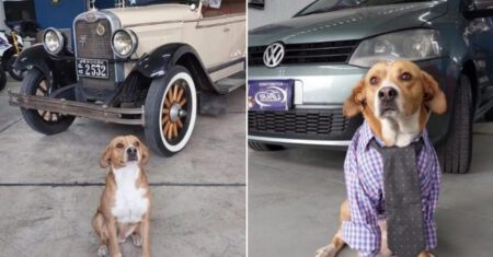 Loja de carros adota cachorro vira-lata e ele se torna o ‘gerente’ do local