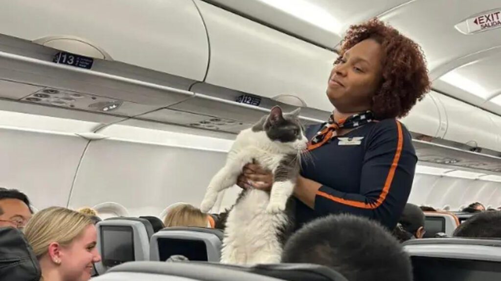 Gatinho resolve escapar de sua caixa em avião e é visto por aeromoça: ‘Alguém perdeu?’