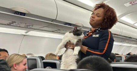 Gatinho resolve escapar de sua caixa em avião e é visto por aeromoça: ‘Alguém perdeu?’