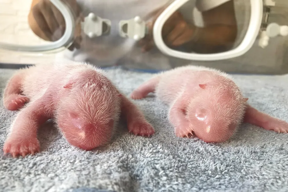 Boa notícia! Panda gigante dá à luz dois belos filhotes na China