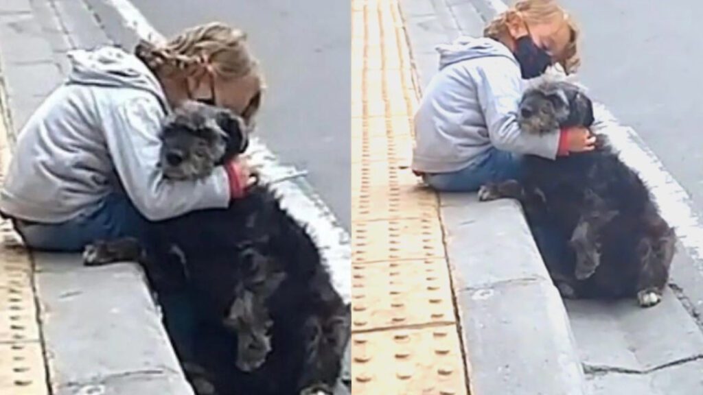 Cachorro idoso espera filho da família na porta da escola todos os dias