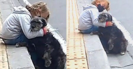 Cachorro idoso espera filho da família na porta da escola todos os dias