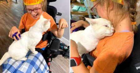 Gatinho de rua pula no colo de menina em cadeira de rodas e é adotado por ela