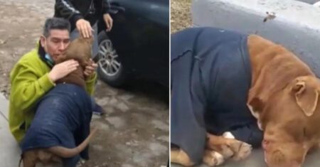 Família chora de emoção ao reencontrar cachorrinho perdido que passou 5 meses morando na rua