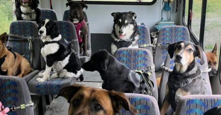 Cães viajam todos os dias em ‘ônibus escolar’ feito especialmente para eles