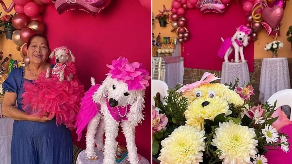 Cadelinha completa quinze anos e ganha uma festa espetacular dos donos