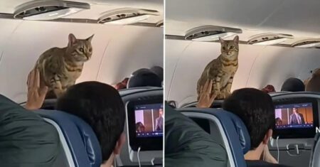 Gatinho aparece de surpresa na primeira classe durante um voo e diverte passageiros