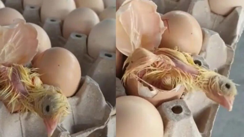 Mulher abre caixa de ovos e se surpreender ao ver um pintinho recém-nascido