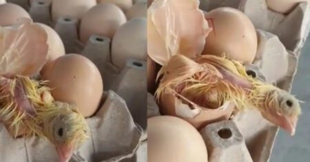 Mulher abre caixa de ovos e se surpreender ao ver um pintinho recém-nascido
