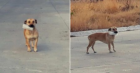 Cão presenteia seus salvadores com coisas que encontra na rua como gratidão por tê-lo salvado