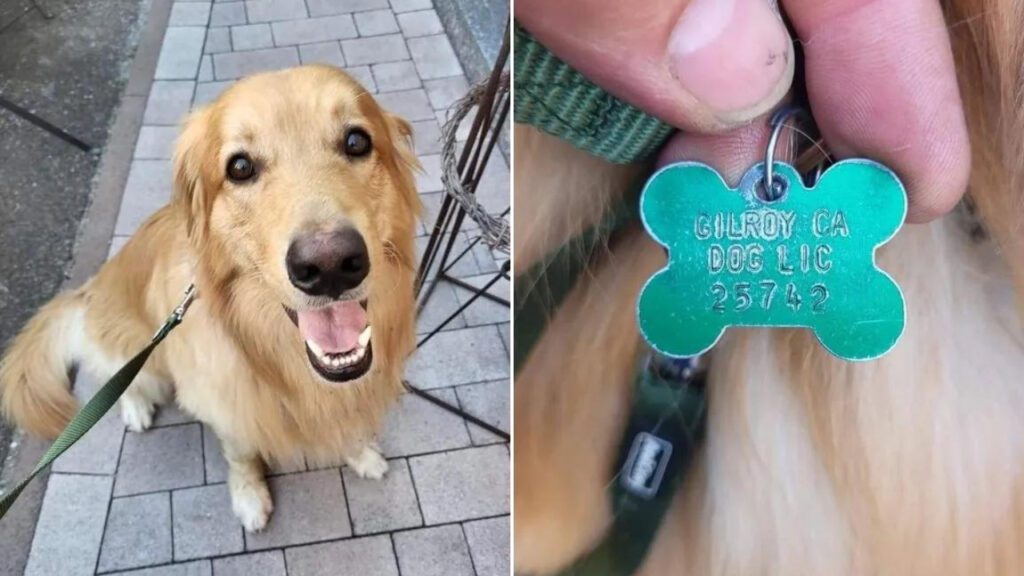 Cachorro que desapareceu na Califórnia é encontrado na Alemanha e ninguém sabe como ele foi parar lá