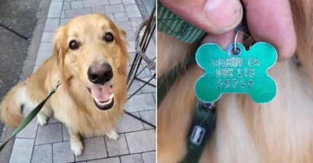 Cachorro que desapareceu na Califórnia é encontrado na Alemanha e ninguém sabe como ele foi parar lá