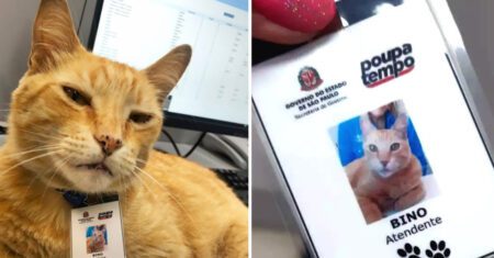 Gatinho decidiu “trabalhar” todos os dias em uma empresa e ganhou até crachá próprio