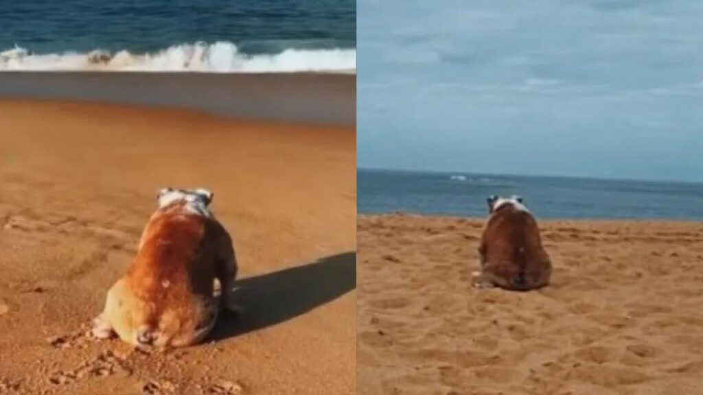 Cadelinha de 12 anos com câncer é levada para se despedir de seu lugar favorito: o mar