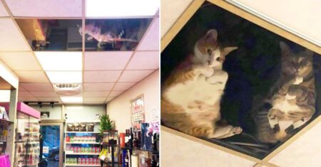 Vendedor improvisa telhado transparente em sua loja para seus gatinhos observá-lo e não sentir falta dele