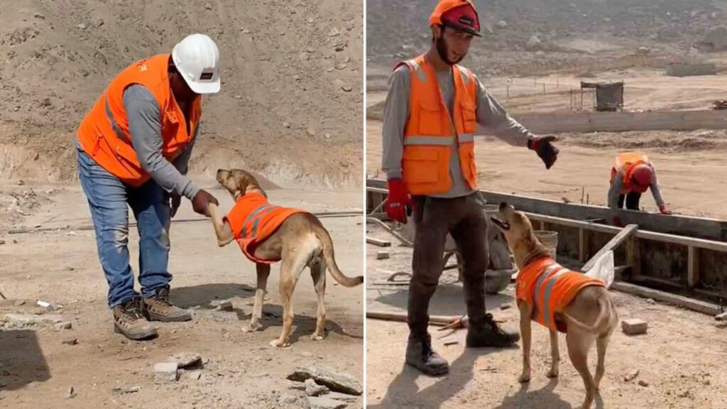 Funcionários de construtora adotam cachorro que vagava pelas ruas e agora ele é engenheiro e ‘fiscaliza’ obras