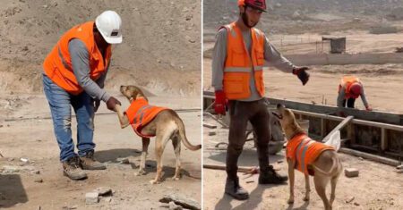 Funcionários de construtora adotam cachorro que vagava pelas ruas e agora ele é engenheiro e ‘fiscaliza’ obras