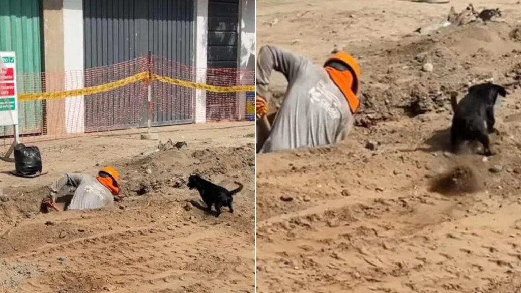 Cachorro ajuda pedreiro a cavar com mais rapidez usando as patinhas