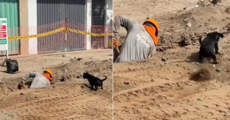 Cachorro ajuda pedreiro a cavar com mais rapidez usando as patinhas