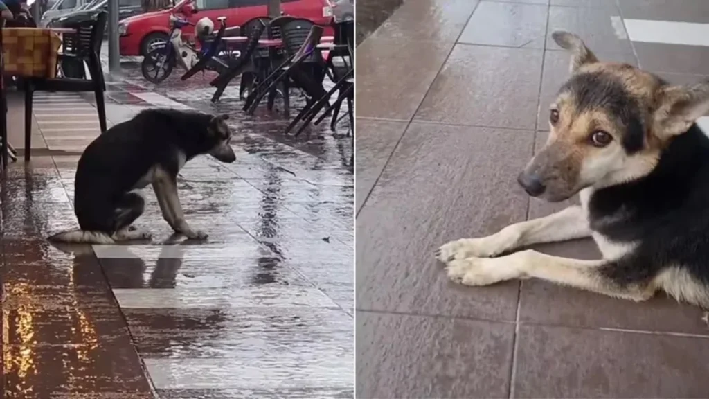 Homem perde seu cão durante férias e o encontrou 8 meses depois e gravou um emocionante vídeo