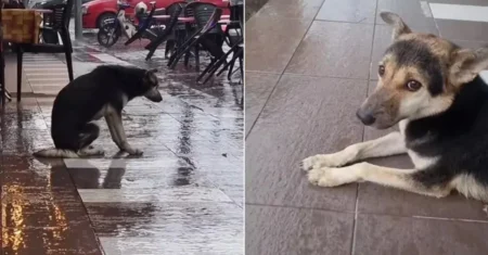 Homem perde seu cão durante férias e o encontrou 8 meses depois e gravou um emocionante vídeo