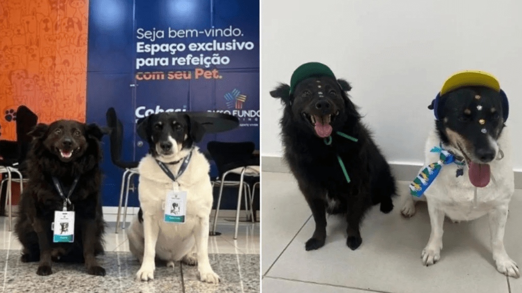 Cães vira-latinhas se tornam os verdadeiros ‘donos’ de um shopping de Passo Fundo