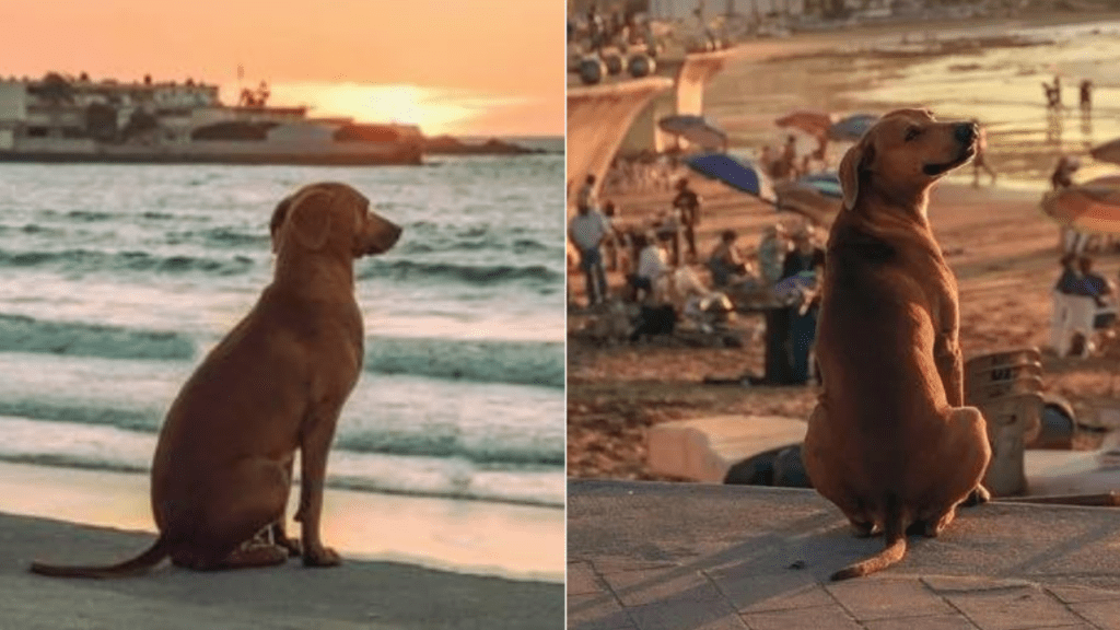Esse cachorrinho vai à praia diariamente para ver o pôr do sol