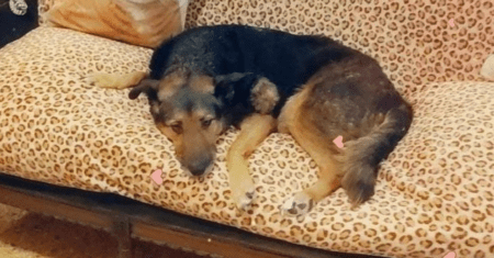 Quatro cachorros que tinham apenas 15 dias para encontrar um novo lar foram adotados juntos