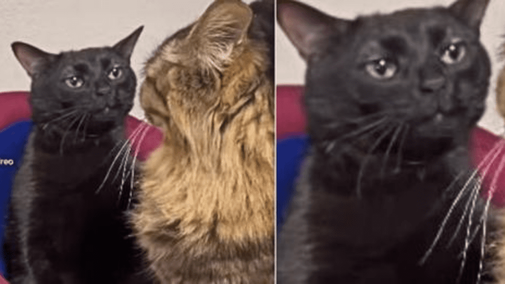 Conheça a gatinha que ficou famosa com sua expressão que parece não se importar com nada