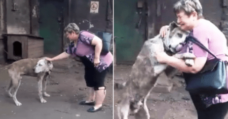 Cachorro volta para os braços da mãe depois de vagar sozinho por anos na rua