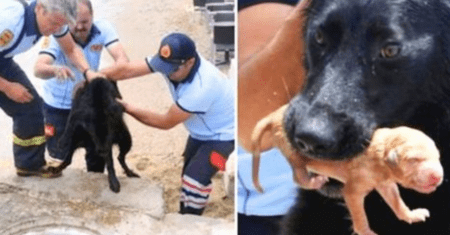 Heróis: Cadelinha recebeu ajuda de bombeiros para salvar seus filhotes